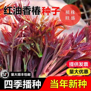 速生香椿种子红油香椿种子红叶香春芽苗菜蔬菜种子四季播农家阳台