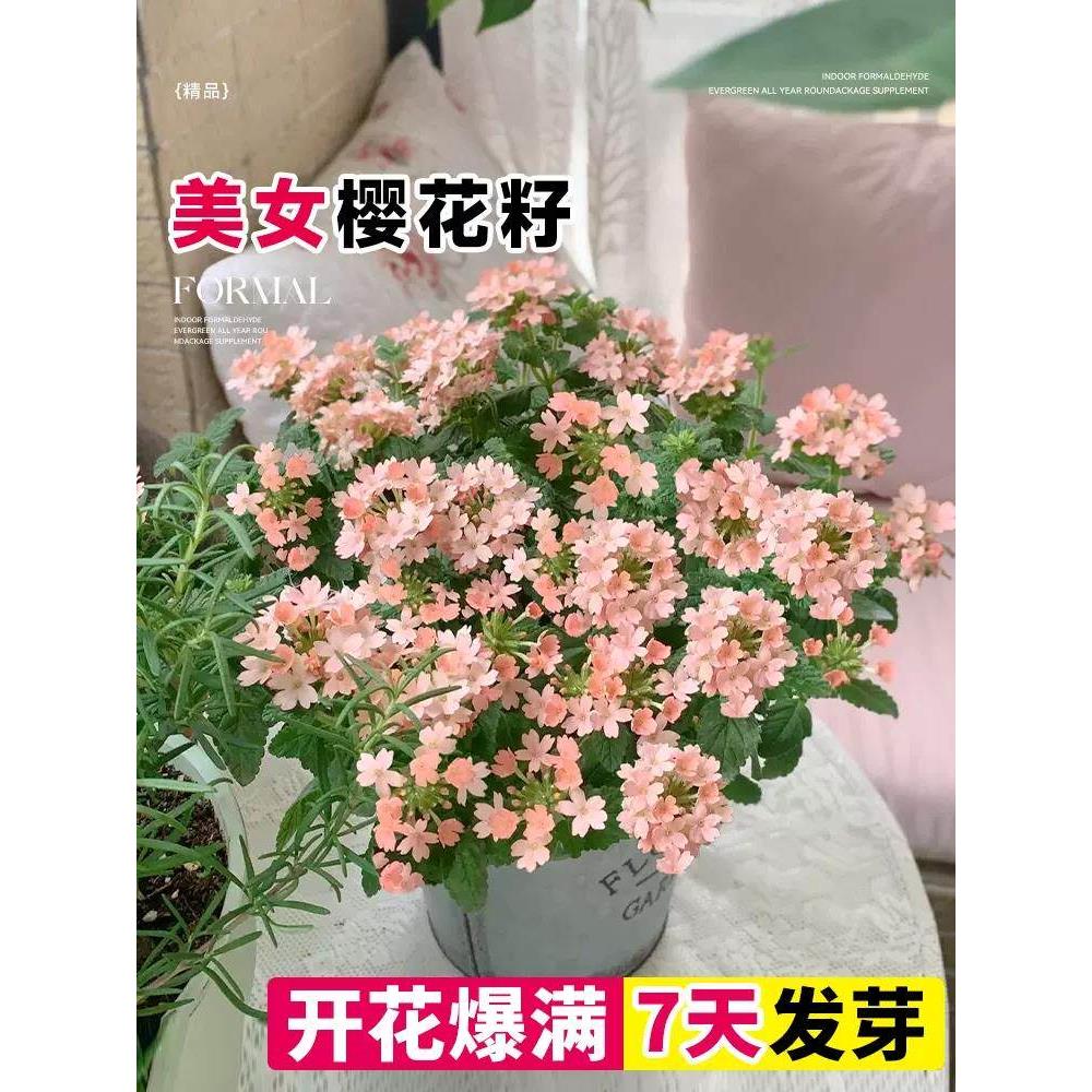 美女籽宽叶种子见土就活植
