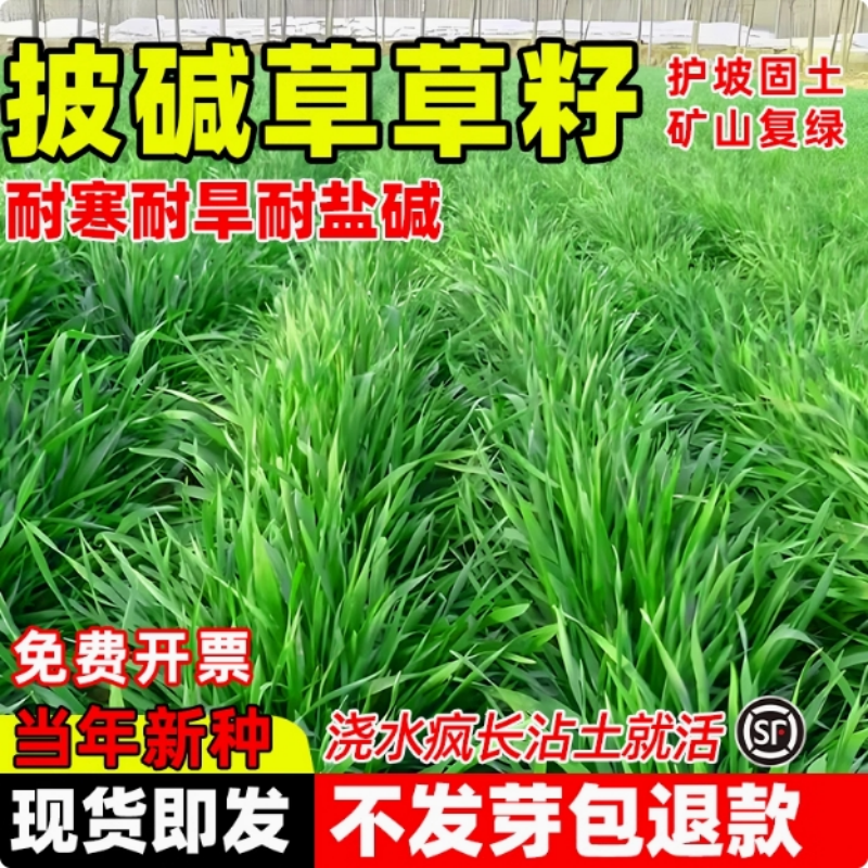 披碱草草籽矿区绿化草坪种子耐盐碱耐旱抗风沙易活护坡固土草种籽