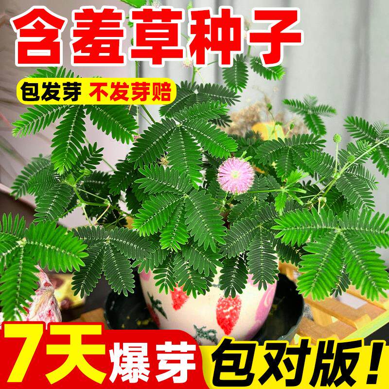 含羞草种子害盆栽植物套餐