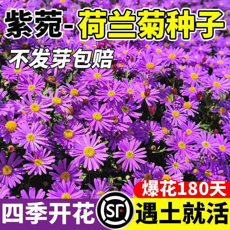 紫苑荷兰菊花种子四季阳台