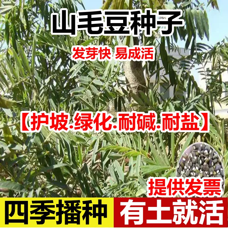 山毛豆种子护坡灌木草籽固