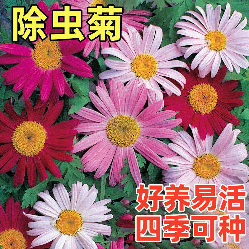 除虫菊花种籽子驱蚊植物一