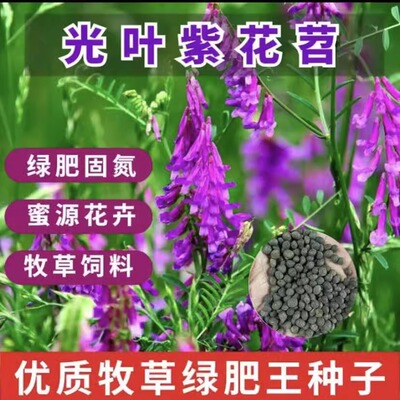 光叶紫花苕种子毛草籽绿肥