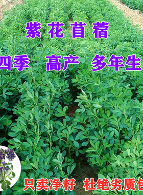 紫花苜蓿草种籽喂猪牛羊兔鸡