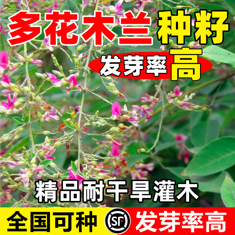 多花木兰种子籽蓝优良饲用