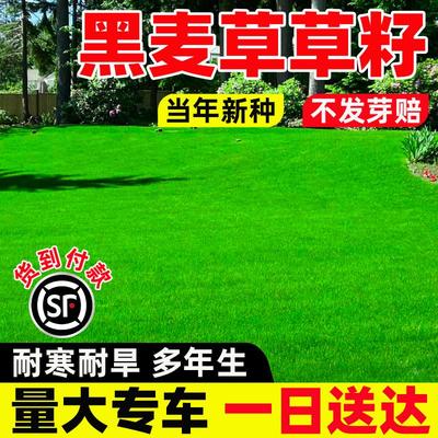 蓝标黑麦草籽耐寒庭院别墅