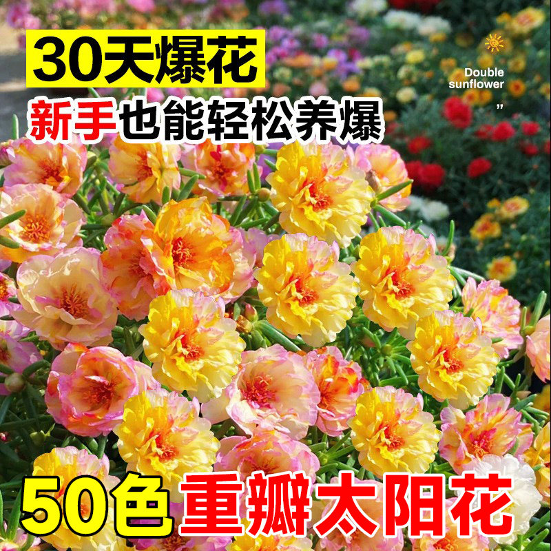 太阳花种子混色重瓣四季开
