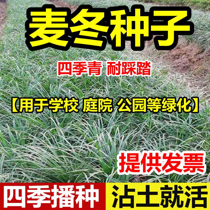 新采麦冬草种子籽玉龙矮绿
