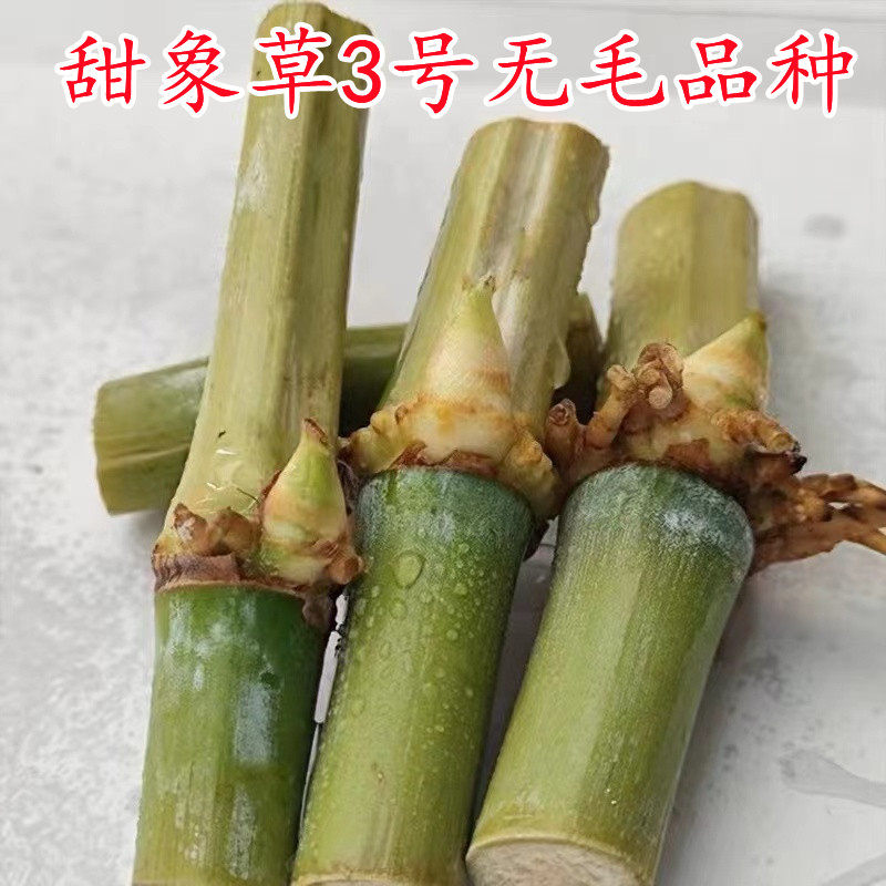 正宗无毛甜象草巨菌草种节种子新型皇竹草四季多年生高产耐寒牧草