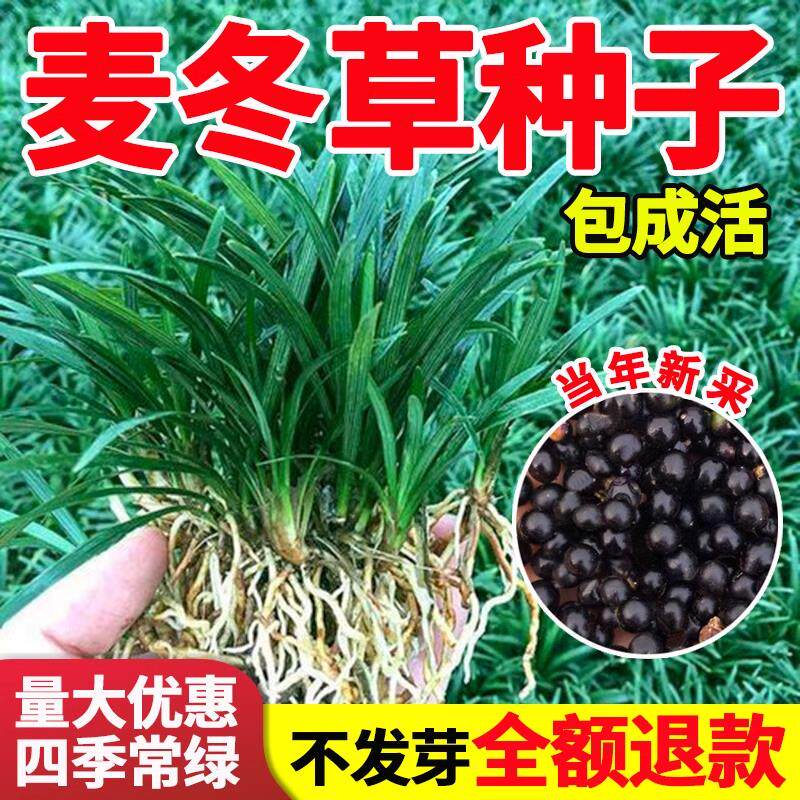 麦冬草草籽玉龙草日本矮麦冬草种籽细叶四季青麦冬籽庭院绿化种子