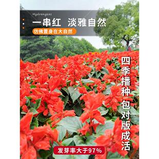 正宗矮一串红种子矮串红高串红四季播种种籽易种活耐寒串串红花卉