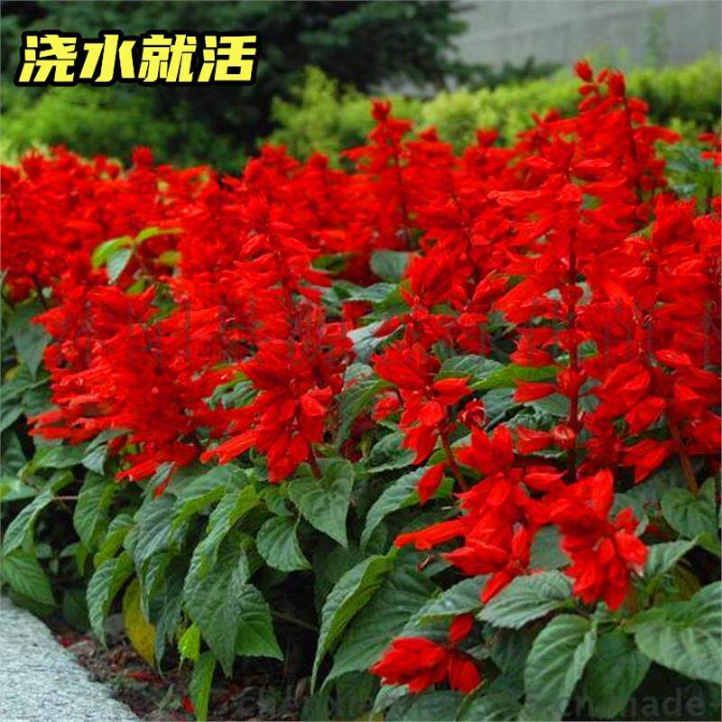 一串红花籽四季开种子易活