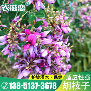 胡枝子种子护坡灌木美丽胡枝子二色胡枝子花卉林木截叶胡枝子种籽