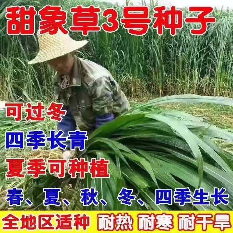 甜象草3号种子无毛大叶牧四季