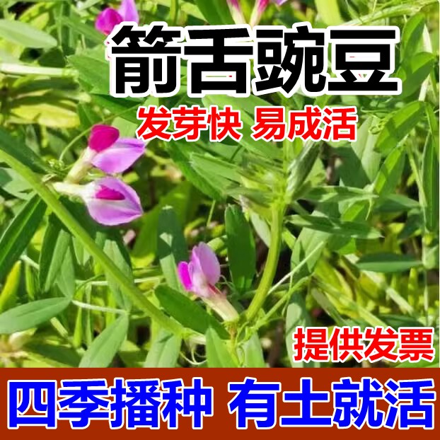 箭舌豌豆种子田林果园固