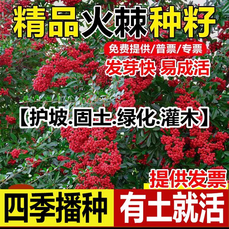 新采火棘种子籽林木树沙围