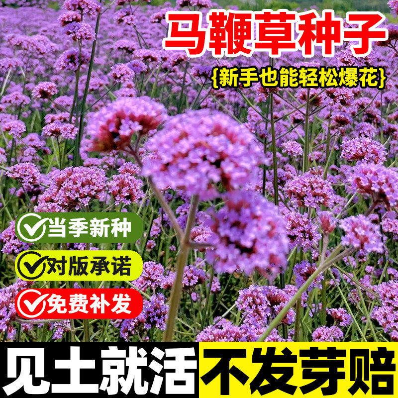 马鞭草种子柳叶花籽四季多