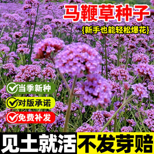 马鞭草种子柳叶马鞭草花籽四季种多年生耐寒花籽婚纱摄影花海种子