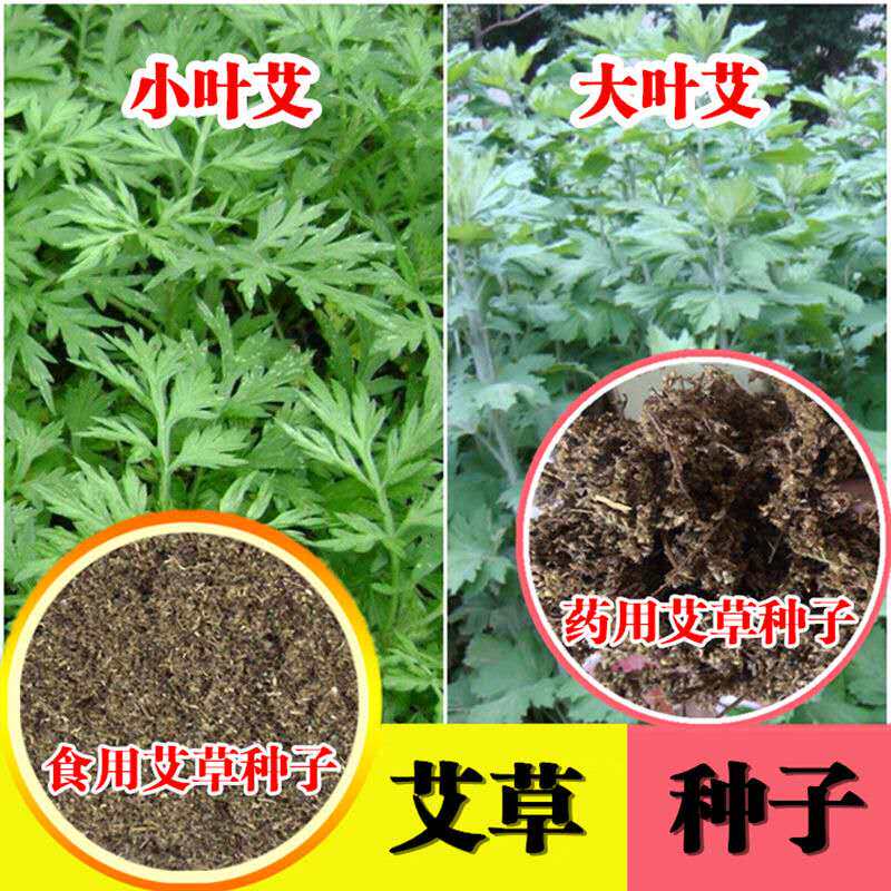 艾草种子植食用籽药孑大叶