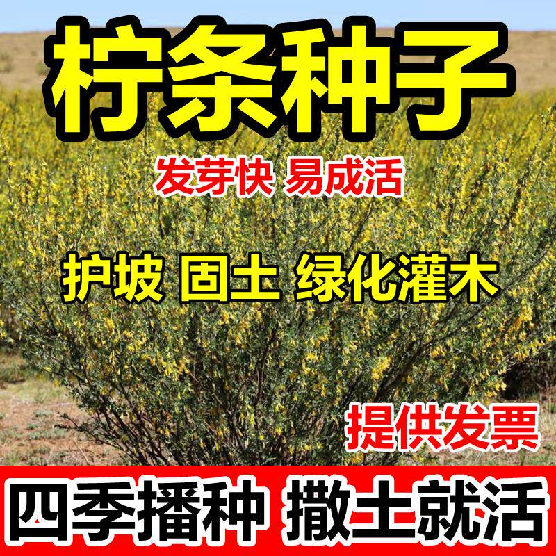 柠条种子四季护坡灌木草籽小叶锦鸡儿白柠条绿化固土造林蜜源植物