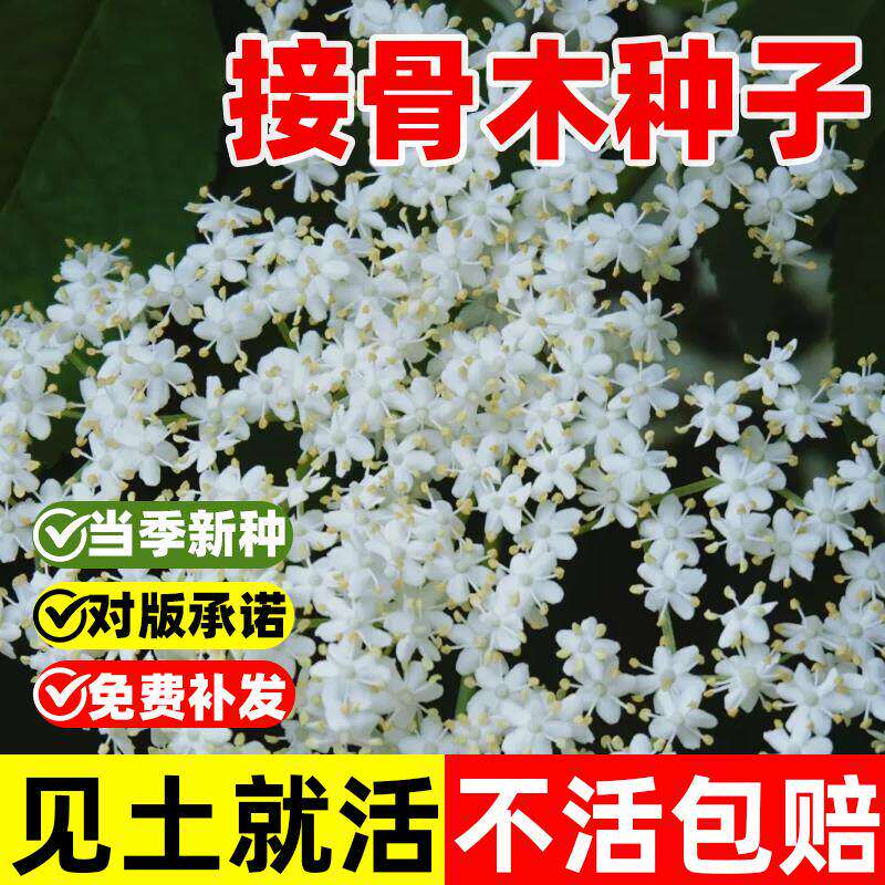 接骨木种子九节风续草蒴藋