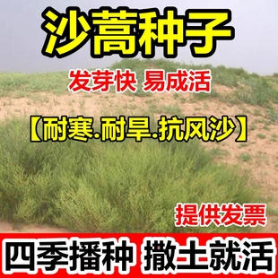 沙蒿籽沙蒿子沙蒿种子固沙牧草种籽草蒿荒地蒿荒漠蒿种子牧草种子