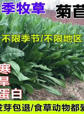 菊苣草种籽大叶多年生喂猪菜