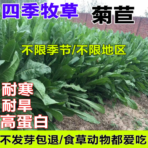 菊苣草种籽大叶多年生喂猪菜