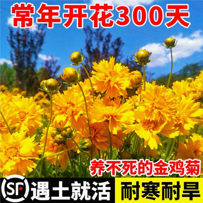 金钱菊花种籽子四季播种开花多年生大花金鸡菊庭院景观花卉种子孑