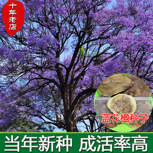 蓝花楹种子蓝雾树种荚花卉别墅庭院植物行道美观绿化树凤凰木种籽