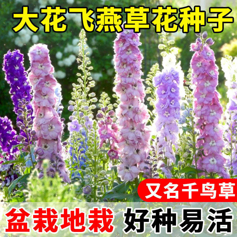 大花飞燕草种籽耐寒播开千
