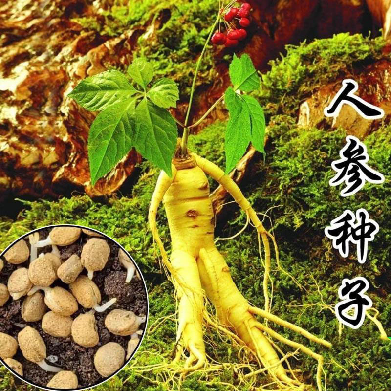 长白山人参种子正品野四季