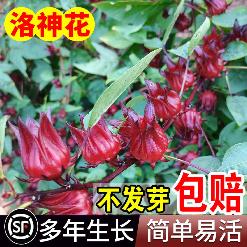 洛神花种子红桃k籽四季金