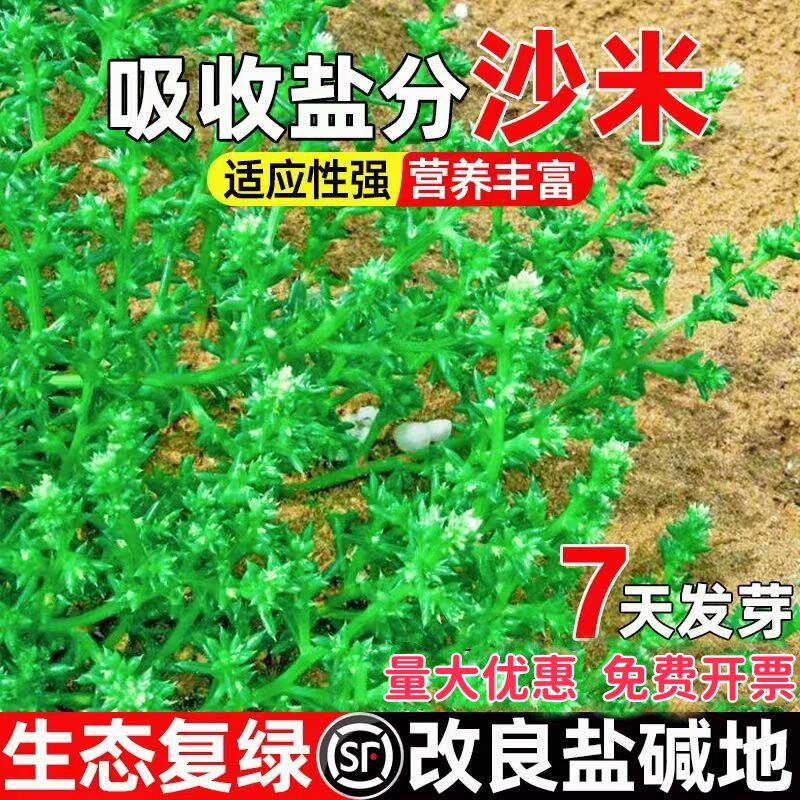 沙米种子多年生荒漠植被绿