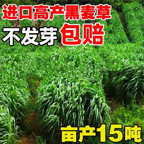 多年生黑麦草种子北方南四季
