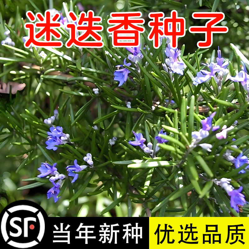 迷迭香种子籽海洋之露多年图片