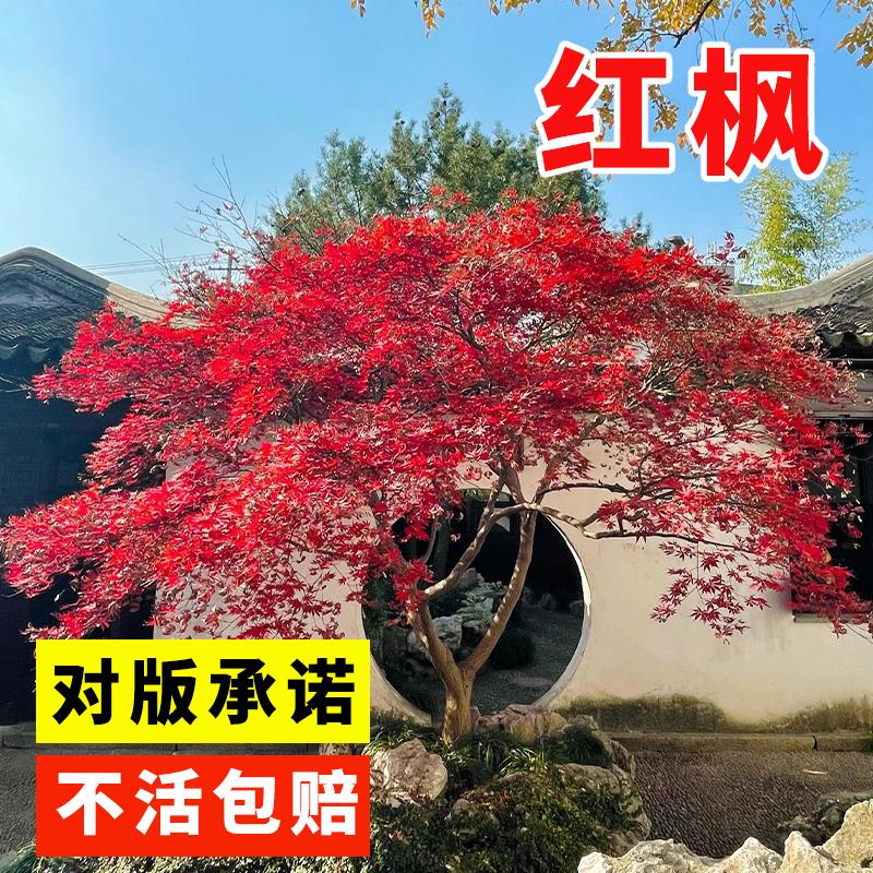 红枫进口种子四季易种活绿植盆景室内外盆栽庭院观叶植物花树种子