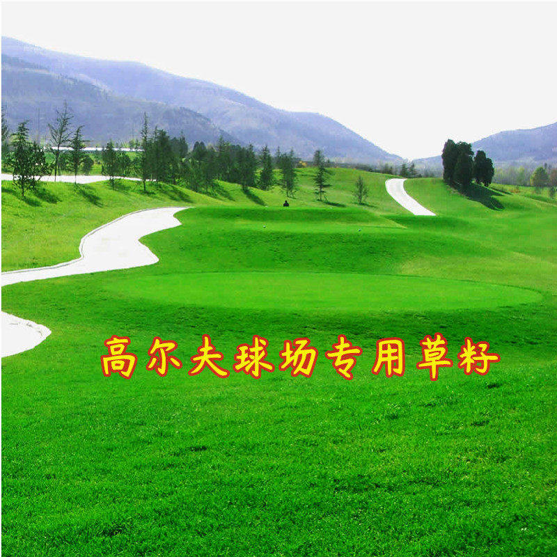 匍匐剪股颖种籽高尔夫球场