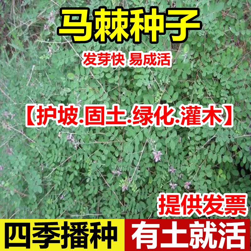马棘种子护坡灌木饲用牧草