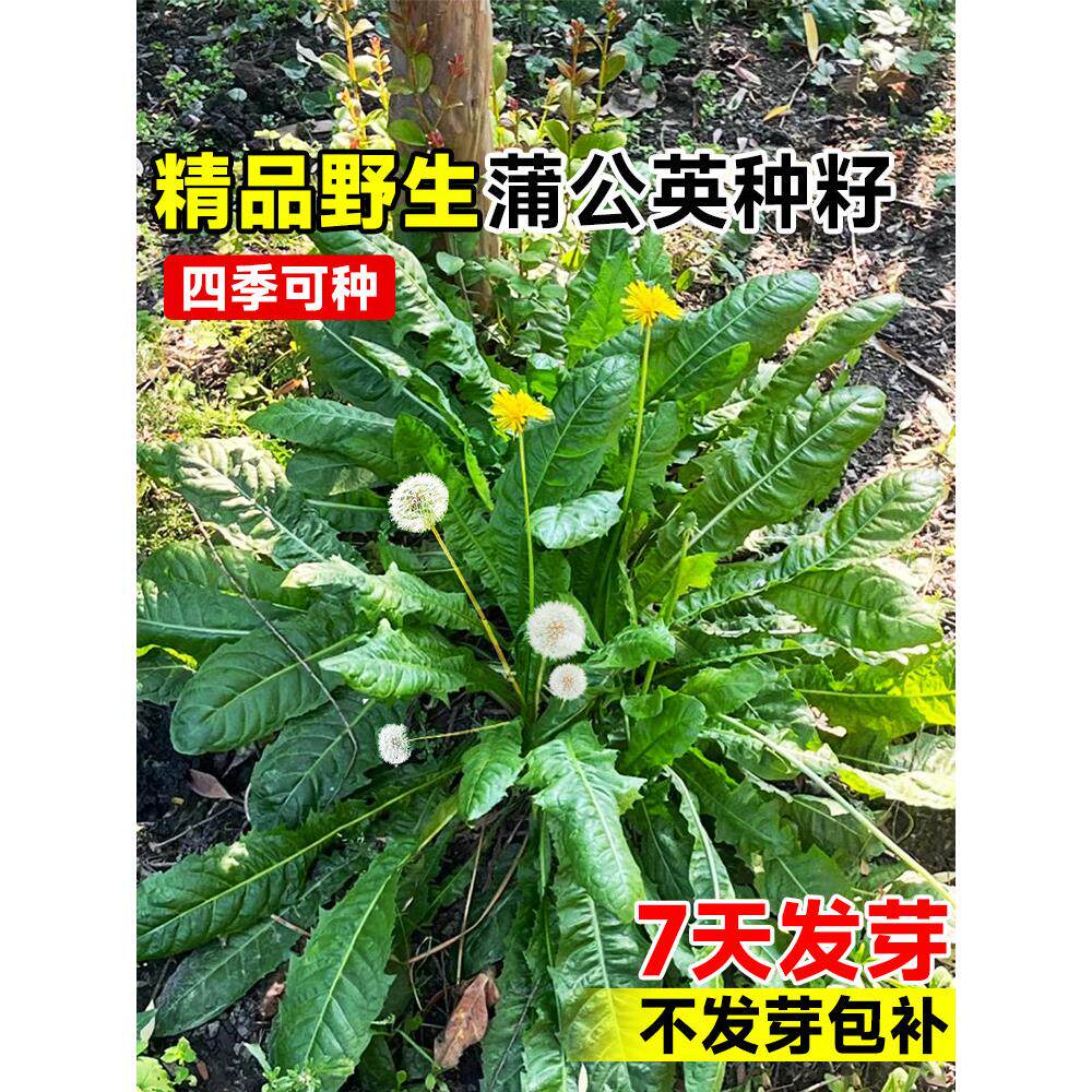 蒲公英种子四季播野菜孑生