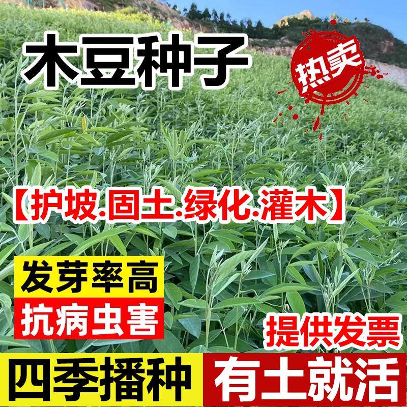 木豆种子护坡草灌籽园林绿