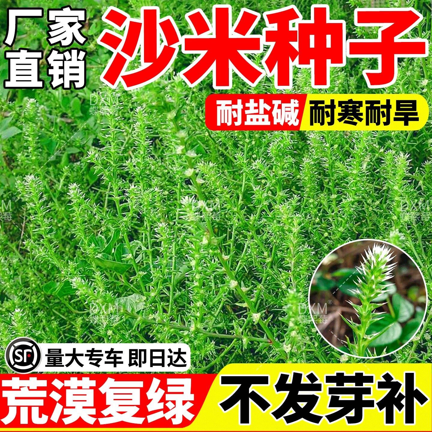 沙米种子多年生荒漠植被绿