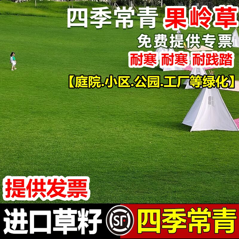 进口果岭草草籽草坪种子庭院高档矮生草籽四季青耐寒工程绿化草籽