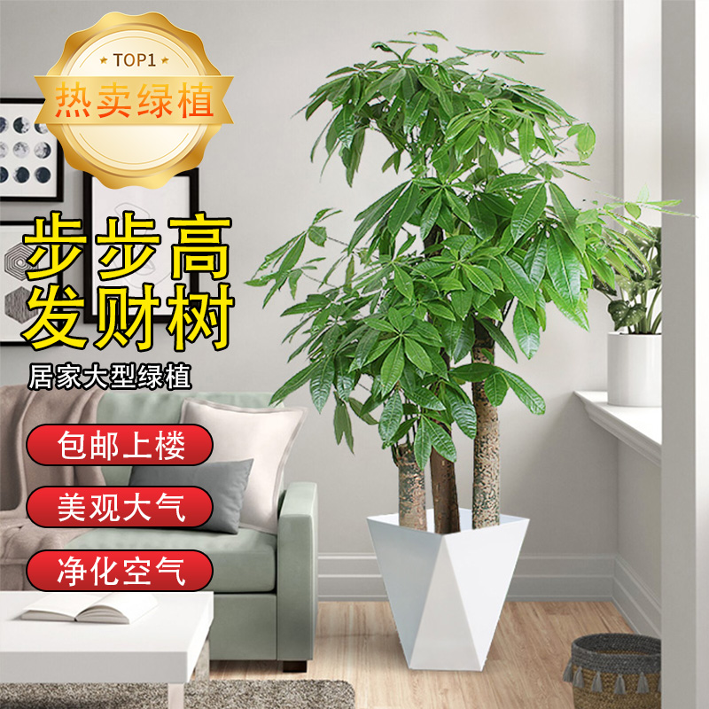 步步高发财树开业送礼客厅大盆栽室内植物乔迁绿植三杆招财树盆景 鲜花速递/花卉仿真/绿植园艺 大型绿植/成品组合盆栽 原图主图