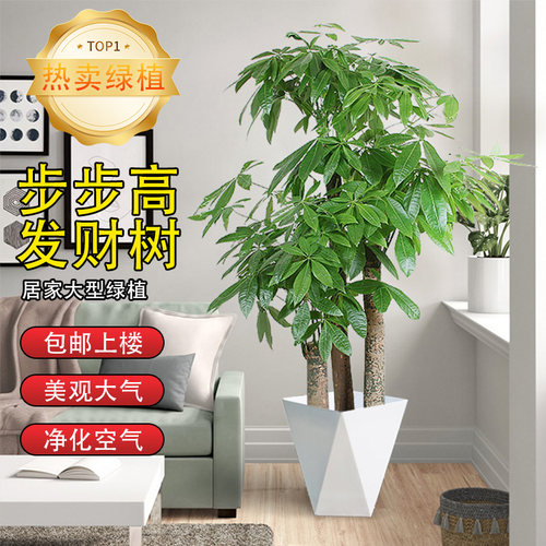 三杆发财树客厅绿植大盆栽乔迁