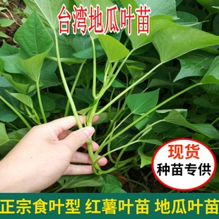 食叶型台湾地瓜叶食用红薯叶苗 台农71号专吃叶子福薯18号种植苗