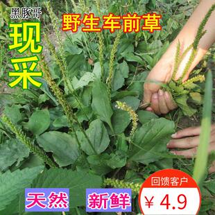 车前草新鲜半斤 现挖整颗带根车轮菜蒲公英茶效果天然野生非干货
