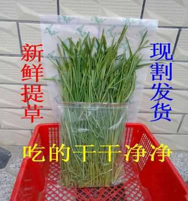 新鲜南提摩西草荷兰猪豚鼠兔牧草