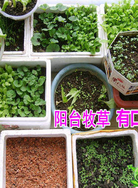 黑麦草苜蓿蒲公英种子薄荷红薯苗